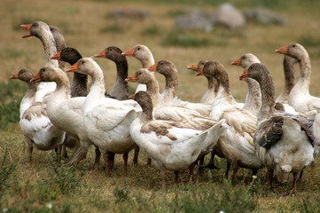 Geese at plateau