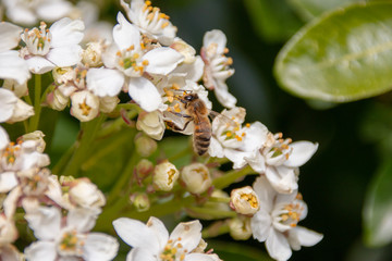 Honey Bee Pollinating 
