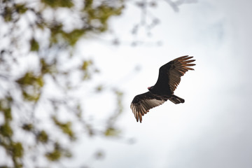 Vulture flitting in the sky.