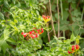 poisonous flower Ngorongoro crater Tanzania