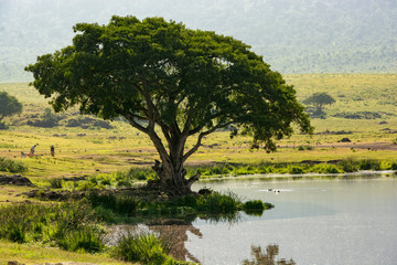 African tree Ngorongoro Crater Tanzania