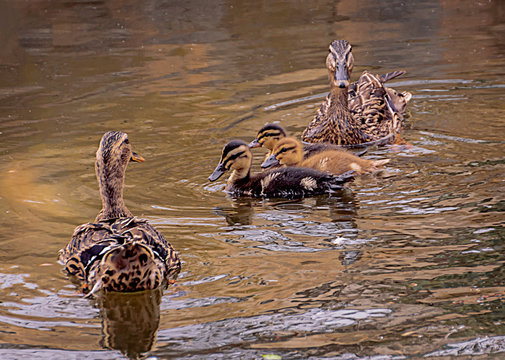 Familia de patos nadando