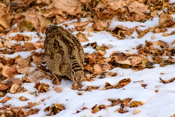 Camouflage bird woodcock. Brown dry leaves and white snow background. Bird: Eurasian Woodcock....