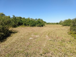 Shredded Field with Brush