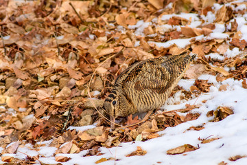 Camouflage bird woodcock. Brown dry leaves and white snow background. Bird: Eurasian Woodcock....