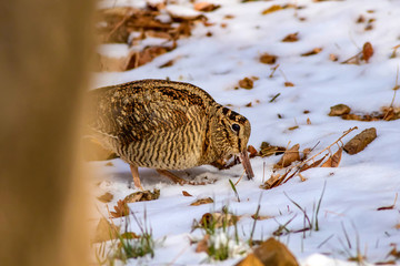 Camouflage bird woodcock. Brown dry leaves and white snow background. Bird: Eurasian Woodcock. Scolopax rusticola.