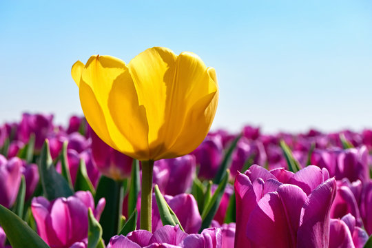 Individuality, difference and leadership concept. Stand out from the crowd. A single yellow tulip in a field with many purple tulips against a blue sky in springtime in the Netherlands