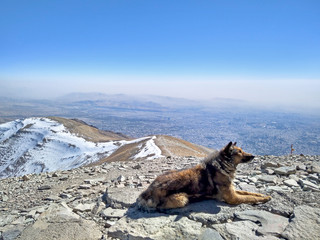 dog on top of Tochal peak with view on Tehran