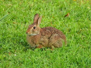 Cottontail Rabbit in the grass