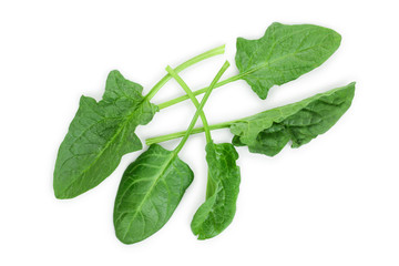 fresh spinach isolated on white background. Top view. Flat lay