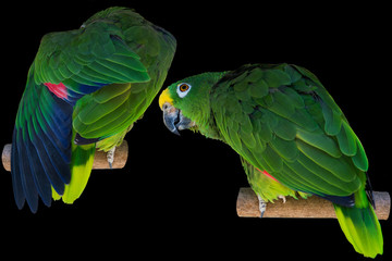 Yellow-crowned amazon parrot kit isolated on black