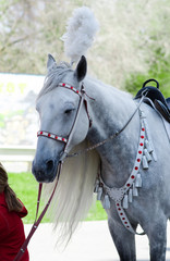 Obraz premium A head and muzzle of a horse for kid's riding