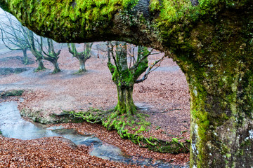 colorful autumn at otzarreta forest in gorbea natural park, basque country. Spain