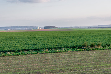 Chevreuil proche de Ch&eacute;ry-l&egrave;s-Pouilly
