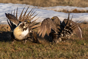 Greater Sage Grouse on Breeding Lek in Colorado