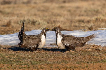 Greater Sage Grouse on Breeding Lek in Colorado