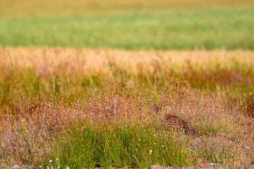 Nature and bird. Yellow green nature background. Bird: Eurasian Stone curlew. Burhinus oedicnemus.