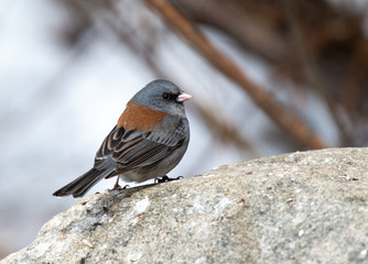 A Beautiful Gray-headed Dark-eyed Junco Perches on a Rock in Wintertime