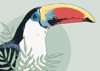 Coloured toucan for prints