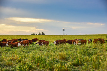 Fototapeta premium Intensive breeding of cows, Argentine meat production