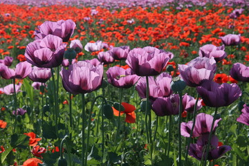 Fototapeta premium Opium poppy field