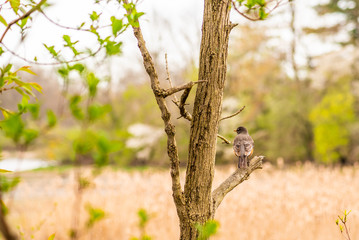 Brown bird sitting in tree near woods