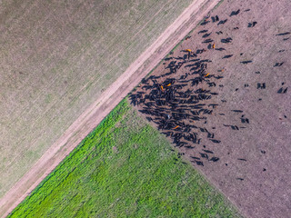 Obraz premium Meat production, livestock in Pampas region, Aerial view,Argentina