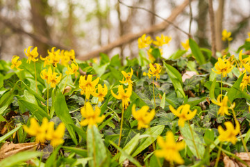 Yellow spring flowers on forest floor