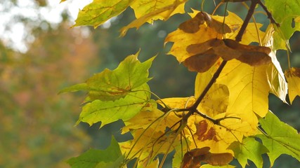 Autumn colorful bright branch tree with bright foliage on aautumn park background