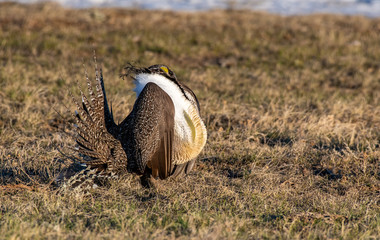 Greater Sage Grouse on Breeding Lek in Colorado
