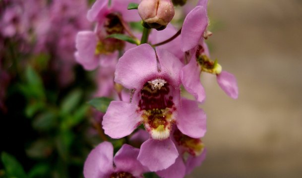 aangelonia