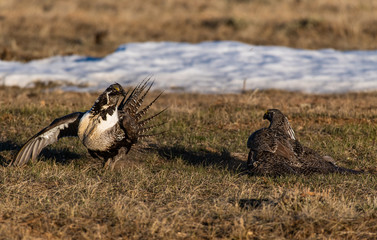Greater Sage Grouse on Breeding Lek in Colorado