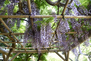 The wisteria blossoms are in full bloom.
