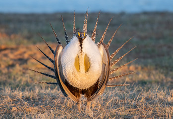 Greater Sage Grouse on Breeding Lek in Colorado