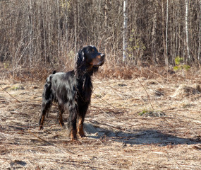 Dog breed  Setter Gordonin early spring forest on nature