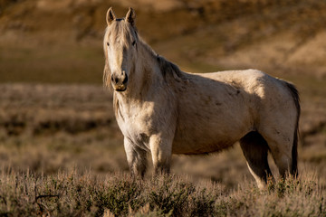 Obraz premium Wild Mustang on the Colorado High Plains