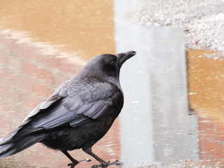 Crow Standing in Puddle