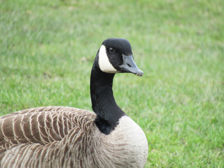 Canada Goose on Grass