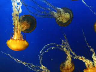 Jellyfish Swimming