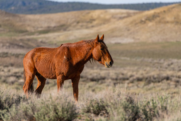 Wild Mustang on the Colorado High Plains