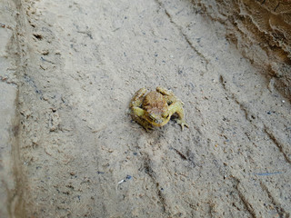 Frog on the ground close-up. Frog in the forest on the ground.