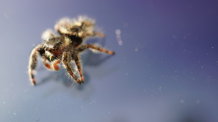 macro spider 