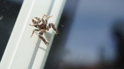 macro spider 
