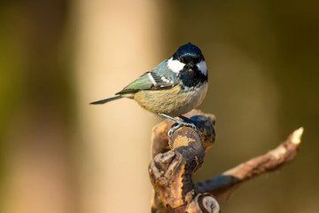 Cute little bird. Natural background. Bird: Coal Tit. Periparus ater.