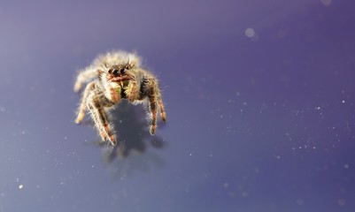 macro spider 
