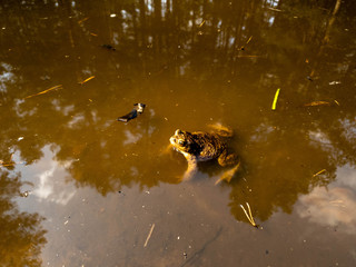 Frog in the pond. Frog closeup in the swamp.