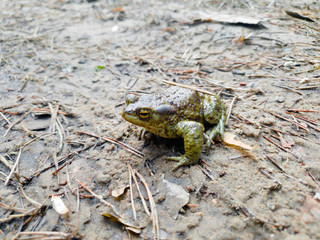 Frog on the ground close-up. Frog in the forest on the ground.