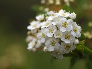コデマリの花