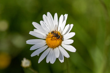 Fototapeta premium Dzikie pszczoły z bliska na stokrotka.
