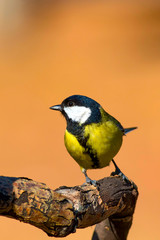 Cute colorful bird. Yellow orange nature background. Common Bird: Great tit.